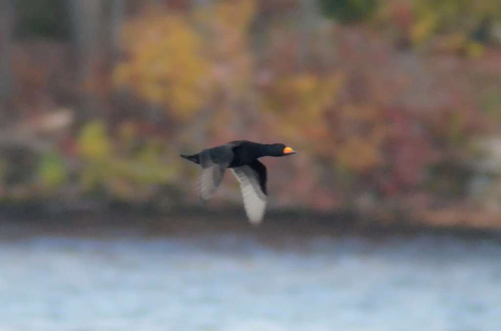 Duck, Black Scoter, 2012-10209596 Pointe Rok, MAPointe Rok, MA.JPG - Black Scoter. Pointe Rok, MA, 10-20-2012